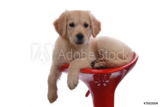 Picture of Hund Dog Doggy Golden Retriver Welpe